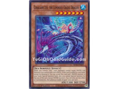 Coralianectes, the Luminous Cradle Dragon