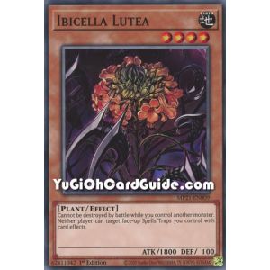 Ibicella Lutea (Common)