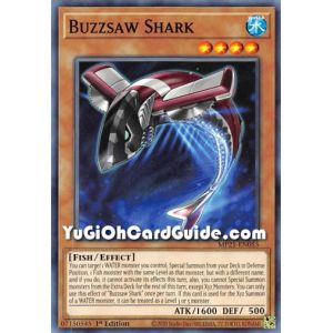 Buzzsaw Shark (Common)