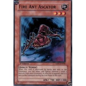 Fire Ant Ascator (Common)