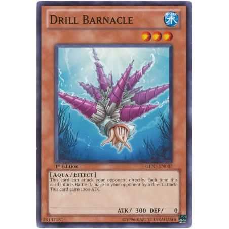 Drill Barnacle (Common)