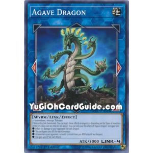 Agave Dragon