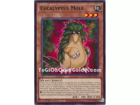 Eucalyptus Mole (Rare)
