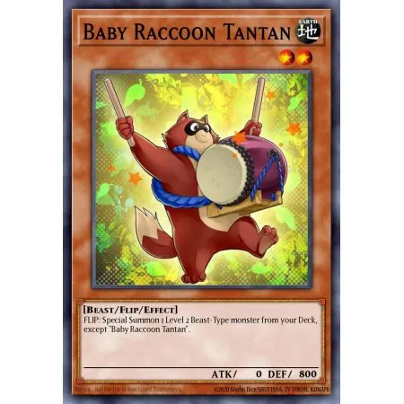 Baby Raccoon Tantan (Common)