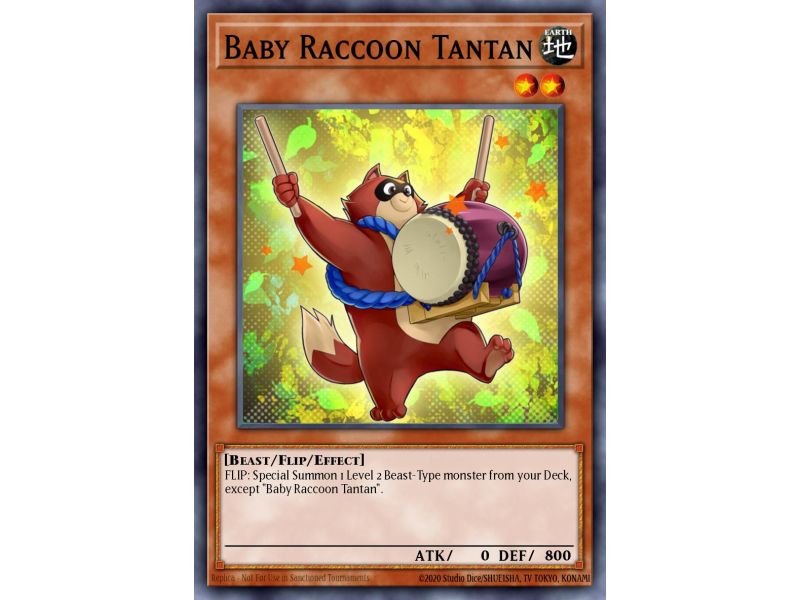 Baby Raccoon Tantan (Common)