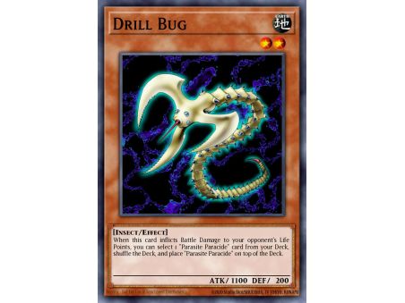 Drill Bug (Common)