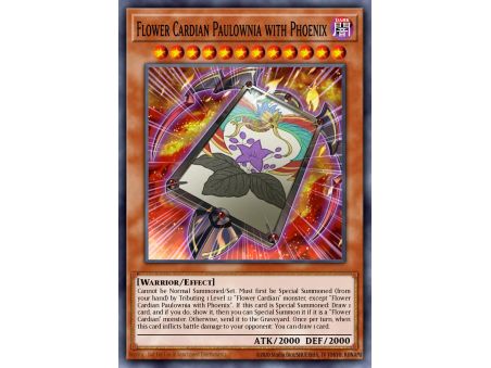 Flower Cardian Paulownia with Phoenix (Common)