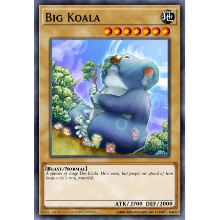 Big Koala (Common)