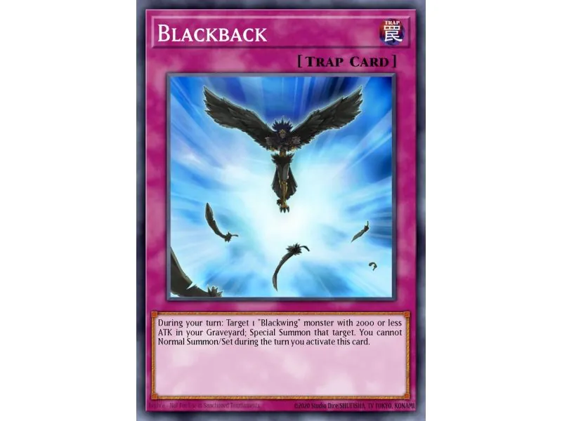 Blackback (Common)