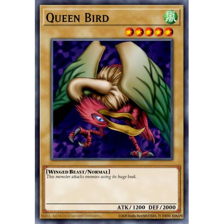 Queen Bird (Common)