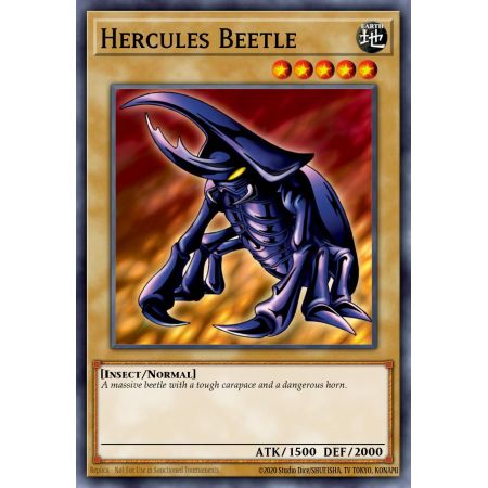 Hercules Beetle (Common)