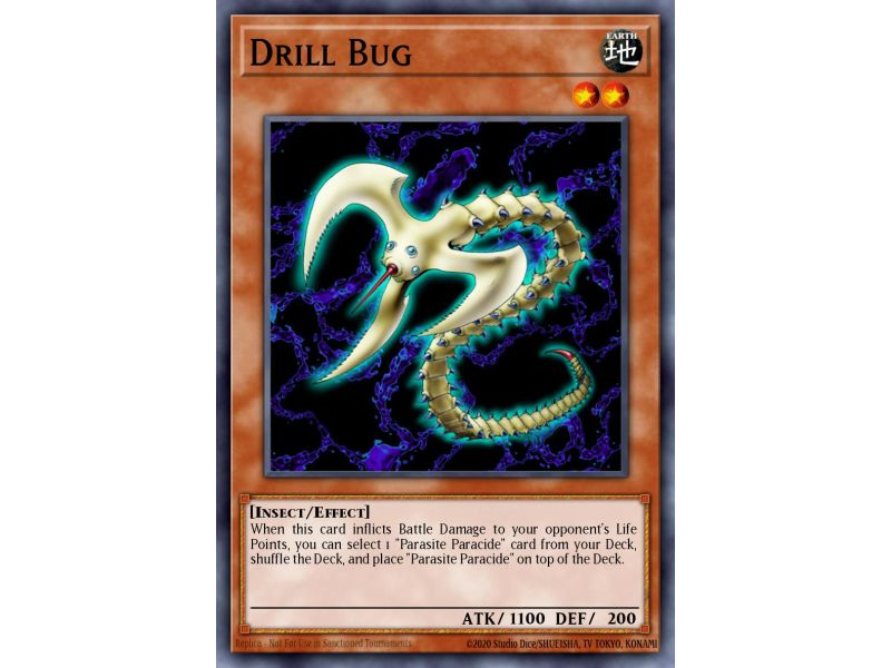 Drill Bug (Common)