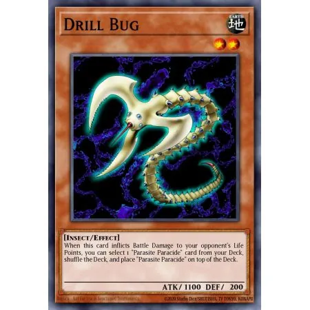 Drill Bug (Common)