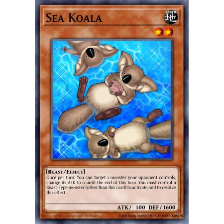 Sea Koala (Common)