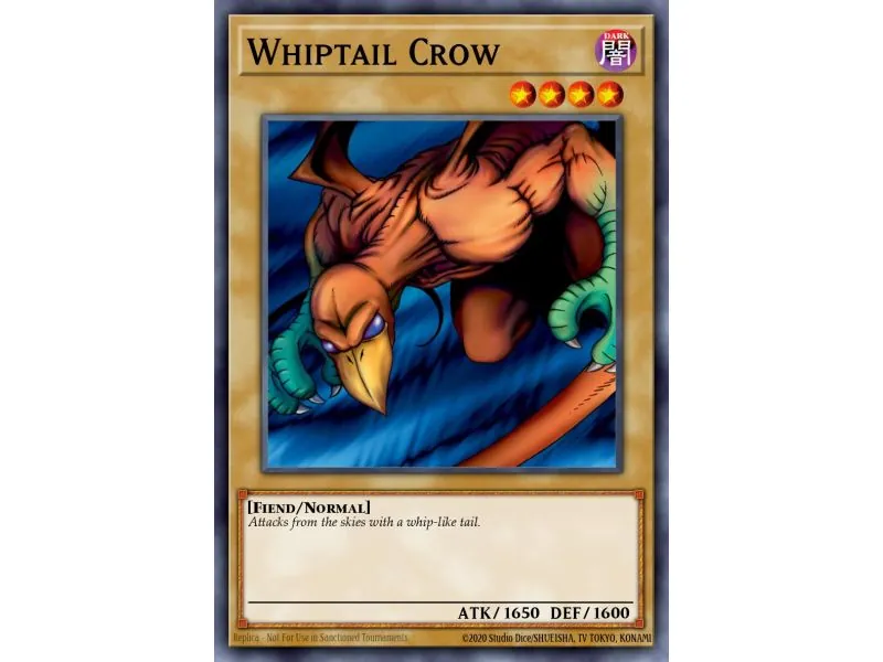 Whiptail Crow (Common)