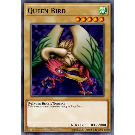 Queen Bird (Common)