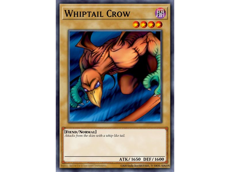 Whiptail Crow (Common)