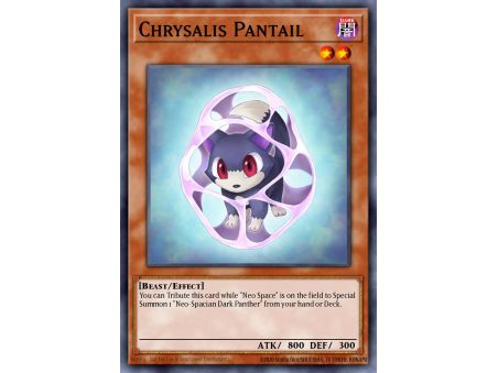 Chrysalis Pantail (Common)