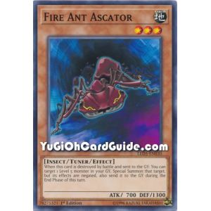 Fire Ant Ascator (Common)