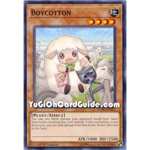 Boycotton (Common)