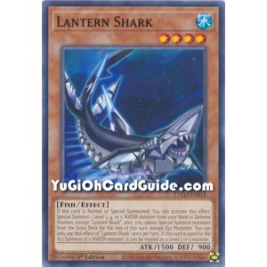 Lantern Shark (Common)